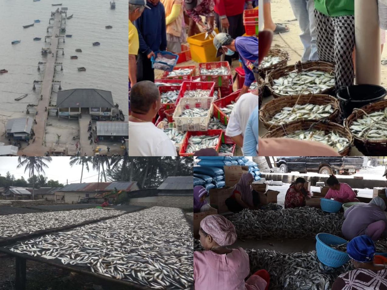 Sentra Pengolahan Ikan Desa Batu Belubang
