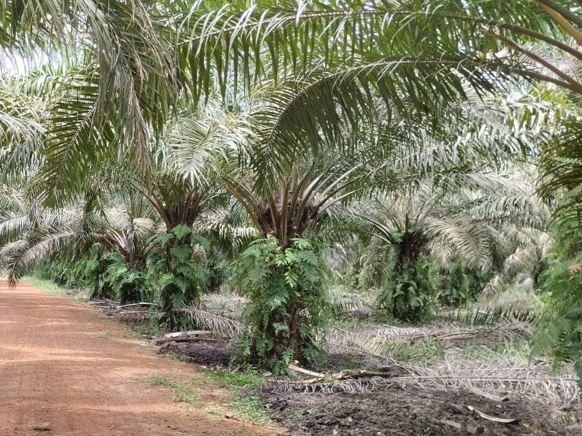 Kelapa Sawit