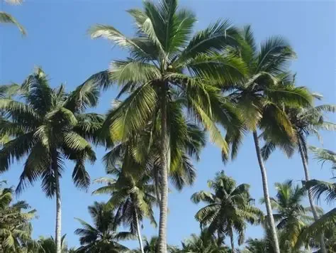 Kelapa